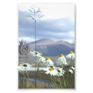 6x4 Foto Alaskan Wildblumen