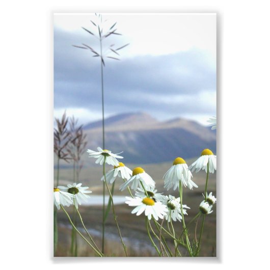 6x4 Foto Alaskan Wildblumen (Vorne)