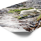 6x4 Foto Bergziegen (Ecke)