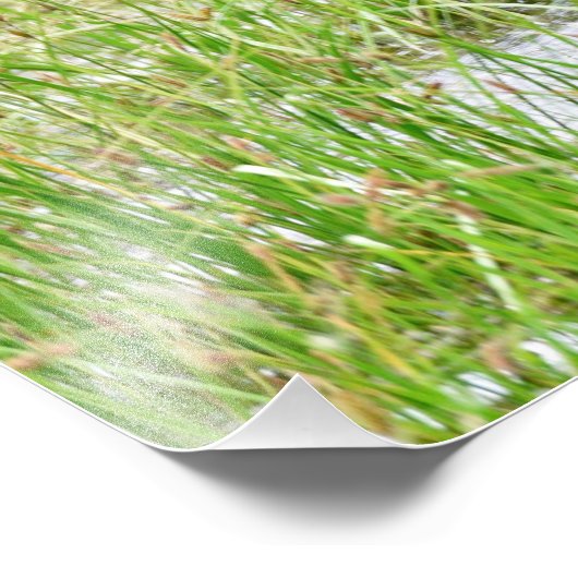 6x4 Foto Elch (Ecke)