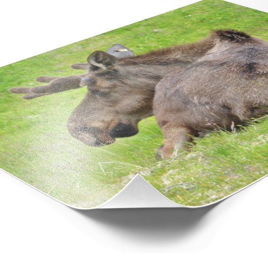 6x4 Foto Elch (Ecke)