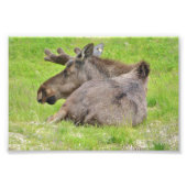 6x4 Foto Elch (Vorne)