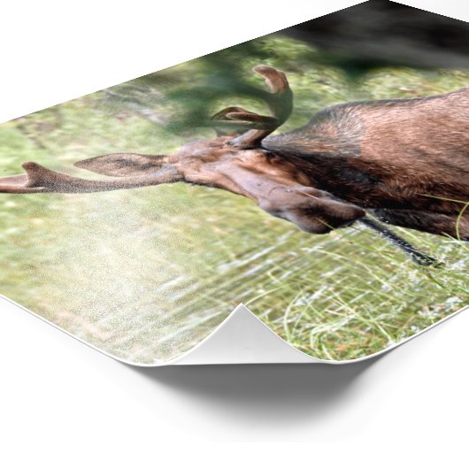 6x4 Foto Elche (Ecke)