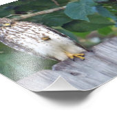 6x4-Foto-Falke Fotodruck (Ecke)