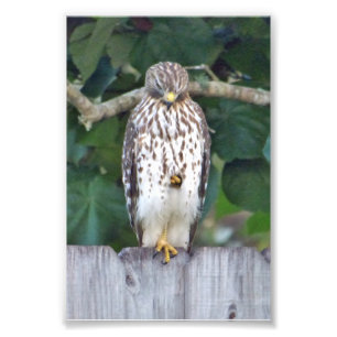 6x4-Foto-Falke Fotodruck