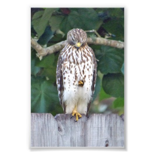 6x4-Foto-Falke Fotodruck (Vorne)