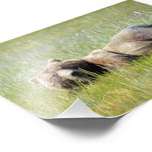 6x4 Foto Grizzellinsel (Ecke)