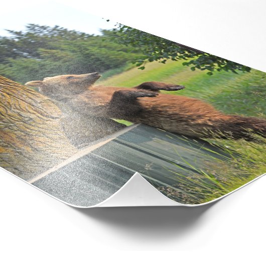 6x4 Foto Grizzlybär (Ecke)