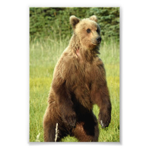 6x4 Foto Grizzlybär