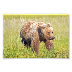 6x4 Foto Grizzlybär