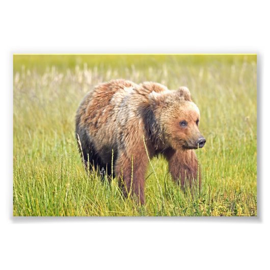 6x4 Foto Grizzlybär (Vorne)