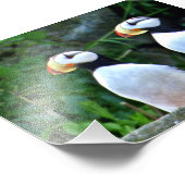 6x4-Foto-Puffin Fotodruck (Ecke)