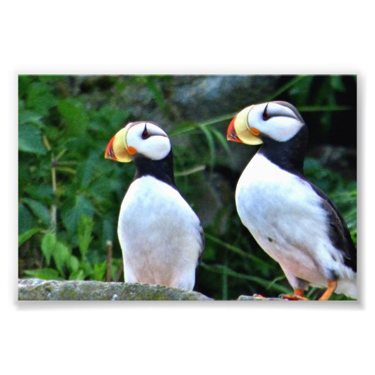 6x4-Foto-Puffin Fotodruck (Vorne)