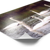 6x4-Foto-Schwäne Fotodruck (Ecke)