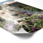 6x4 Foto Scottish Terrier (Ecke)