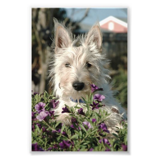 6x4 Foto Scottish Terrier (Vorne)