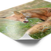 6x4 Foto von Fuchs (Ecke)