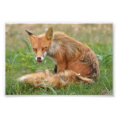6x4 Foto von Fuchs (Vorne)
