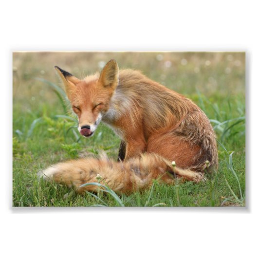 6x4 Foto von Fuchs (Vorne)