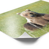 6x4 Foto von Grizzlybär (Ecke)