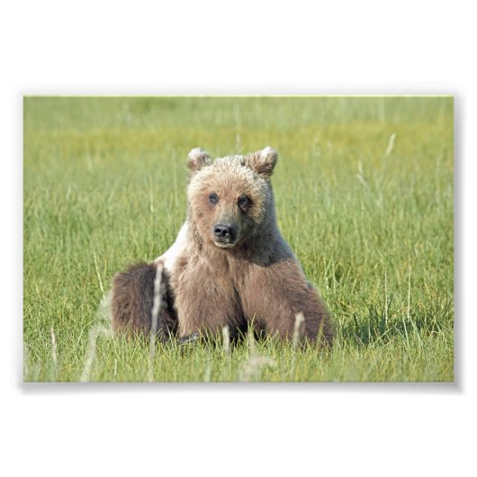 6x4 Foto von Grizzlybär (Vorne)