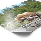 6x4 Foto von Grizzlybär und Bauch (Ecke)