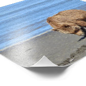 6x4 Foto von Grizzlybären (Ecke)