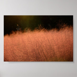 6x4 Rosa Muhly Jeju-do Südkorea Fotodruck Poster