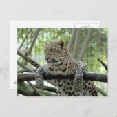 6x4 Vorlage für Postkarten (Vorne/Hinten)