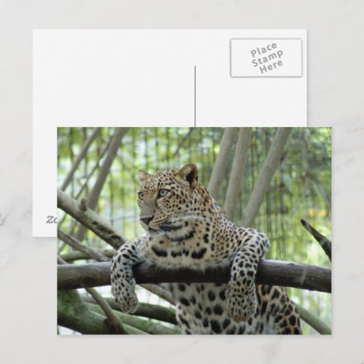 6x4 Vorlage für Postkarten (Vorne/Hinten)