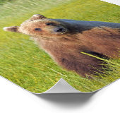 6x6 Plakatpapier (Matte) aus Grizzlybär Poster (Ecke)