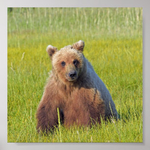 6x6 Plakatpapier (Matte) aus Grizzlybär Poster