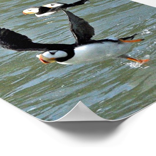 6x6 Poster Paper (Matte) of puffins (Ecke)