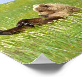 6x6 Value Poster Paper (Matte) mit Grizzlybär cub (Ecke)