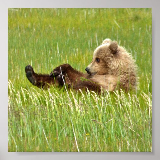 6x6 Value Poster Paper (Matte) mit Grizzlybär cub (Vorne)