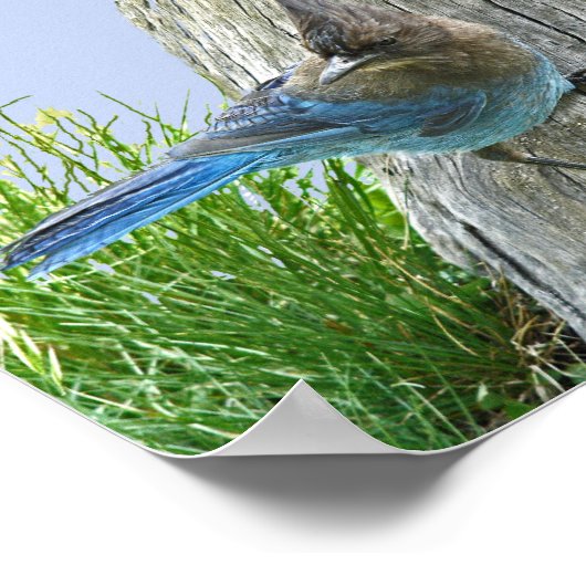 6x6 Value Poster Paper (Matte) mit stellarer Jay (Ecke)