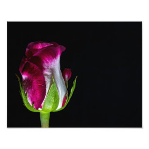 7019-Rot-geklemmte weiße Rose Fotodruck