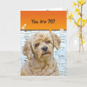 70. Geburtstag braunes Poodle auf Weide Karte (Gelbe Blume)