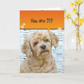 71. Geburtstag braunes Poodle auf Weide Karte (Gelbe Blume)