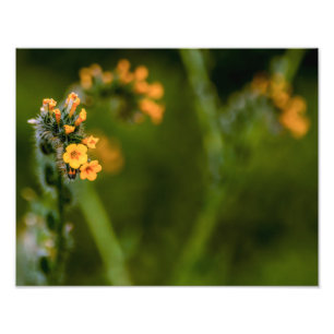 7223-Gelbe Fiddleneck-Blume Fotodruck