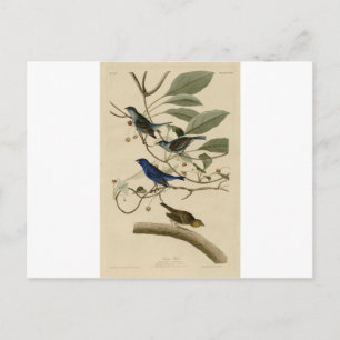 74_Indigo_Bird.jpg Postkarte