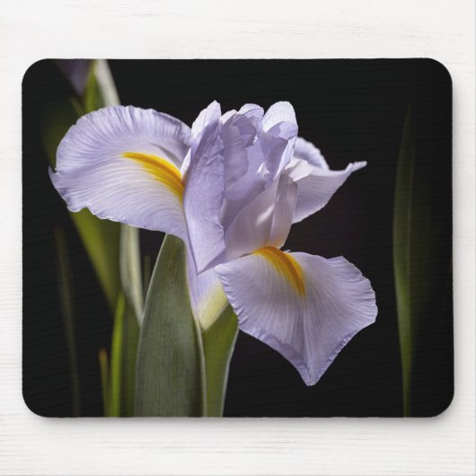 7659-2-Lila Iris Mousepad (Vorne)