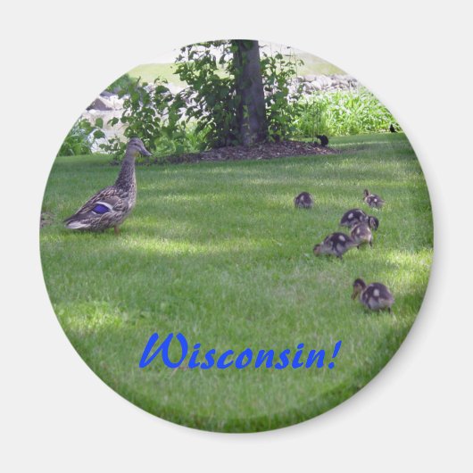 7 Kleine Ducklings Magnet (Vorne)