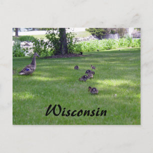 7 Kleine Enten Postkarte