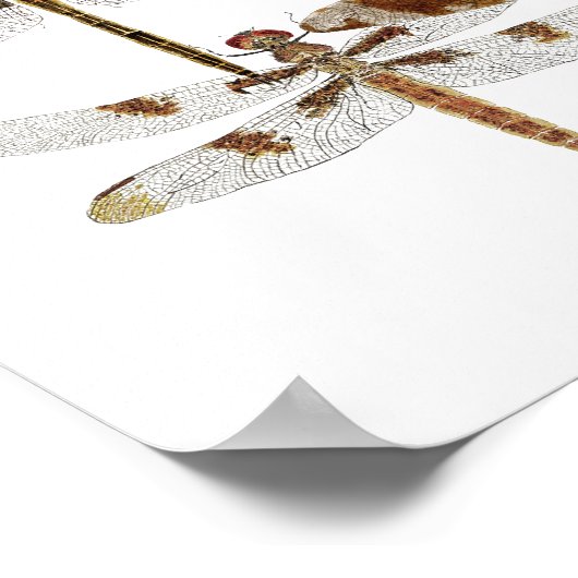 7 Libellen Poster (Ecke)