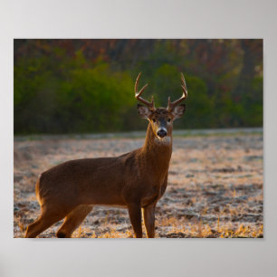 7 Point Buck Poster