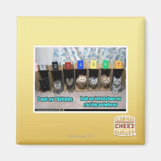 7 vor 7 Kätzchen Magnet (Vorne)