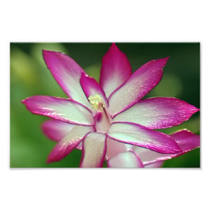 7" x 5", berufliches Foto-Papier Kodaks (Satin) Fotodruck