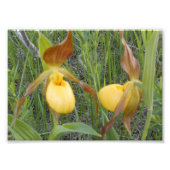 7 x 5 Foto Print (Vorne)