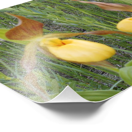 7 x 5 Foto Print (Ecke)